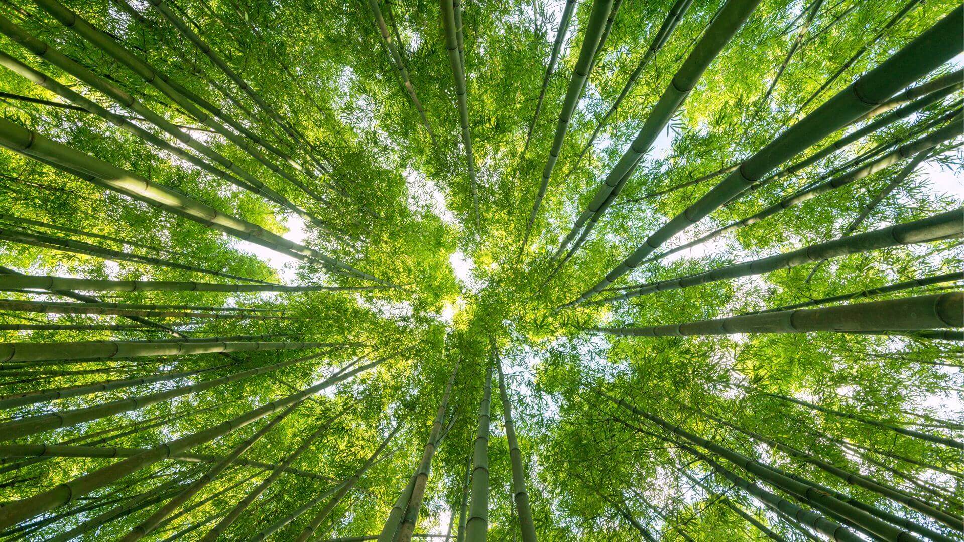 nature-chambre-hote-les-grands-pres-aboncourt-gesincourt-hautes-saone nature-chambre-hote-les-grands-pres-aboncourt-gesincourt-hautes-saone
